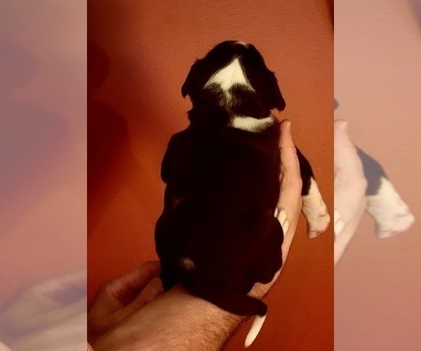 Medium Photo #49 American Bulldog Puppy For Sale in MARYVILLE, MO, USA