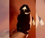 Small Photo #49 American Bulldog Puppy For Sale in MARYVILLE, MO, USA
