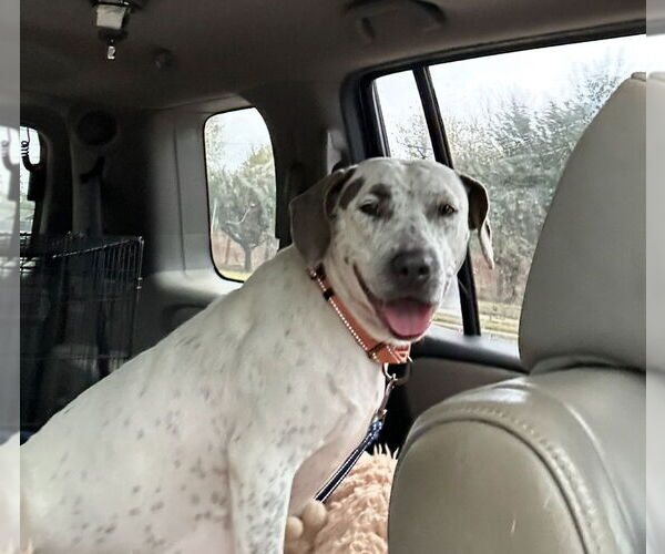 Medium Photo #5 Mutt Puppy For Sale in Rockaway, NJ, USA