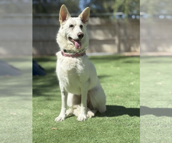 Medium Photo #3 German Shepherd Dog Puppy For Sale in San Diego, CA, USA