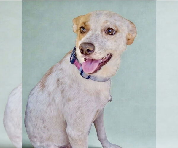 Medium Photo #3 Labrador Retriever-Unknown Mix Puppy For Sale in San Diego, CA, USA