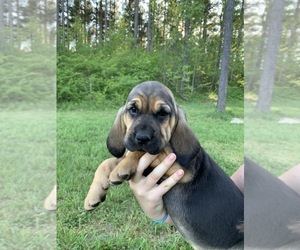Bloodhound Puppy for sale in LOUISBURG, NC, USA