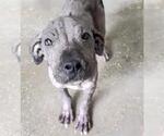 Small #1 American Pit Bull Terrier Mix