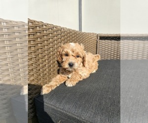 Golden Retriever-Poodle (Toy) Mix Puppy for sale in NEENAH, WI, USA