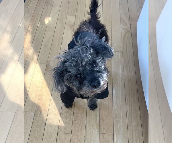 Medium Photo #4 Poodle (Miniature) Puppy For Sale in St. Louis Park, MN, USA