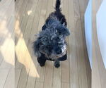 Small #3 Poodle (Miniature)
