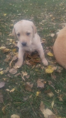 Labrador Retriever Puppy for sale in O FALLON, MO, USA