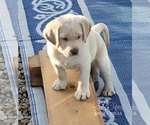 Small Photo #38 Labrador Retriever Puppy For Sale in POCAHONTAS, IL, USA
