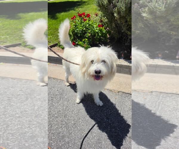 Medium Photo #2 Tibetan Terrier-Unknown Mix Puppy For Sale in Newport Beach, CA, USA
