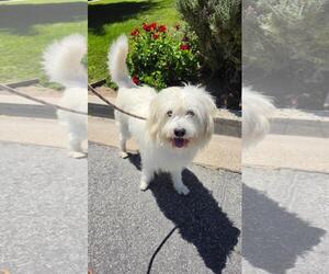 Bones - Male Tibetan Terrier-Unknown Mix Dog for Adoption - Photo #2