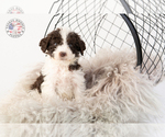 Small Photo #33 Saint Berdoodle Puppy For Sale in LEAVENWORTH, IN, USA