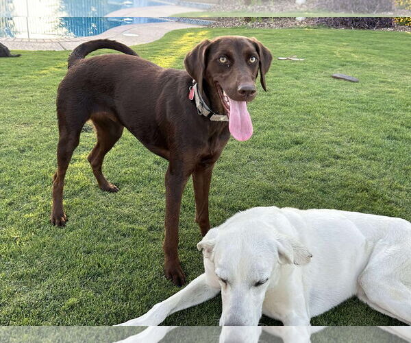 Medium Photo #4 Labrador Retriever Puppy For Sale in Clovis, CA, USA