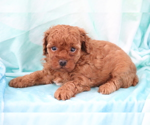 Poodle (Miniature) Puppy for sale in SHILOH, OH, USA