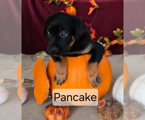 Medium Photo #1 Labrador Retriever-Unknown Mix Puppy For Sale in San Diego, CA, USA