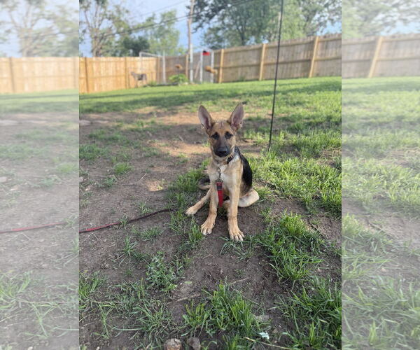 Medium Photo #4 German Shepherd Dog Puppy For Sale in Belleuve, NE, USA