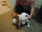 Small Photo #15 English Bulldog Puppy For Sale in HAMILTON, OH, USA