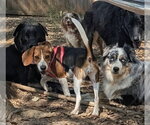 Small Photo #4 Beagle Puppy For Sale in Dunnellon, FL, USA