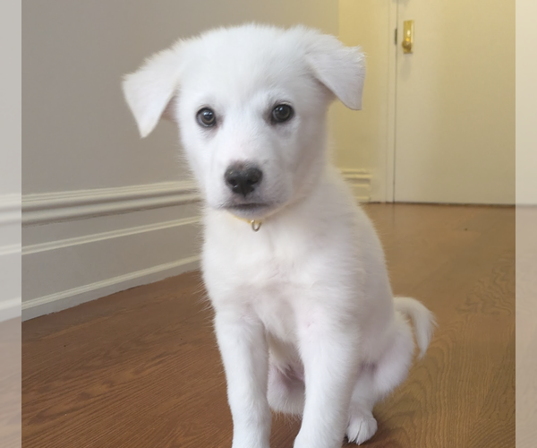 Medium Photo #2 Pyrenees Husky Puppy For Sale in Brooklyn, NY, USA