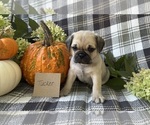 Small #2 Puggle