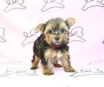 Small Photo #29 Yorkshire Terrier Puppy For Sale in LAS VEGAS, NV, USA