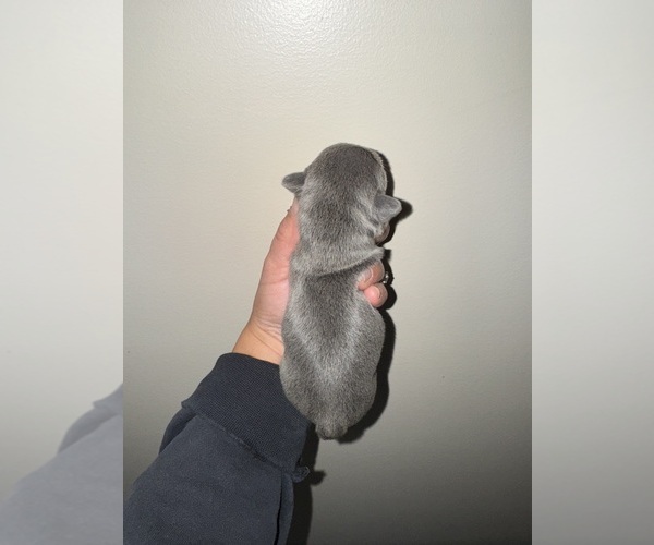 Medium Photo #39 French Bulldog Puppy For Sale in HILTON, NY, USA