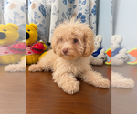 BichPoo puppies - Male Bichpoo Puppy for Sale - Photo #23