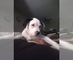 Small Photo #1 Border Collie-Unknown Mix Puppy For Sale in Hillsboro, MO, USA