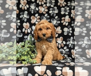 Cavapoo Puppy for sale in EPHRATA, PA, USA