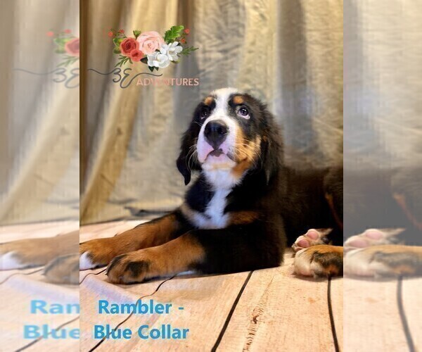 Medium Photo #1 Bernese Mountain Dog Puppy For Sale in CLINTON, MO, USA
