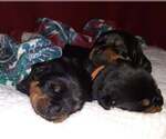 Image preview for Ad Listing. Nickname: Male Rotties