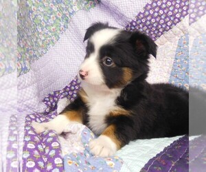 Miniature Australian Shepherd Puppy for sale in CINCINNATI, OH, USA