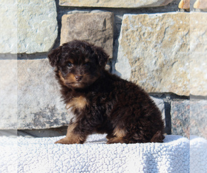 Aussiedoodle Miniature  Puppy for sale in MORGANTOWN, PA, USA