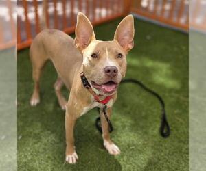 Mutt Dogs for adoption in Las Vegas, NV, USA