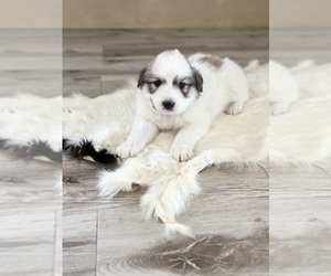 Great Pyrenees Puppy for sale in UMATILLA, FL, USA