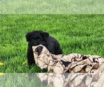 Puppy Pbear Shiranian