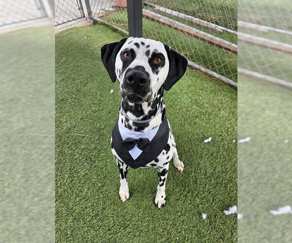 Medium Photo #1 Dalmatian Puppy For Sale in Downey, CA, USA