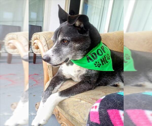 Medium Photo #2 Siberian Husky-Unknown Mix Puppy For Sale in Las Vegas, NV, USA