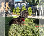 Small #5 Shih-Poo