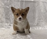 Small #1 Pembroke Welsh Corgi