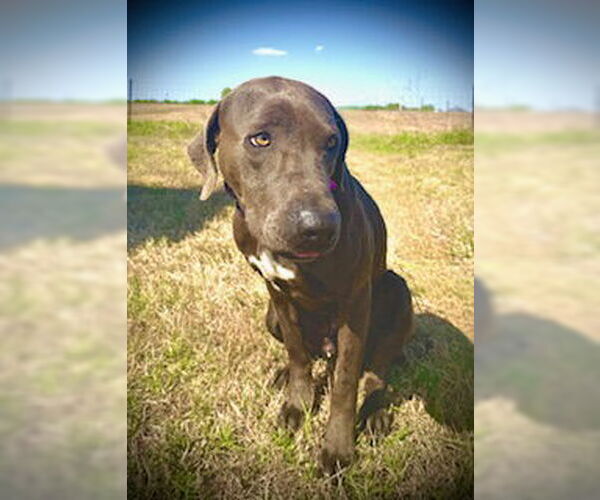 Medium Photo #4 Labmaraner Puppy For Sale in Pleasanton, TX, USA