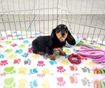 Small #2 Dachshund