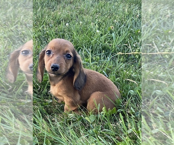 Medium Photo #2 Dachshund Puppy For Sale in CANOGA, NY, USA