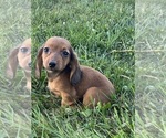 Small #1 Dachshund