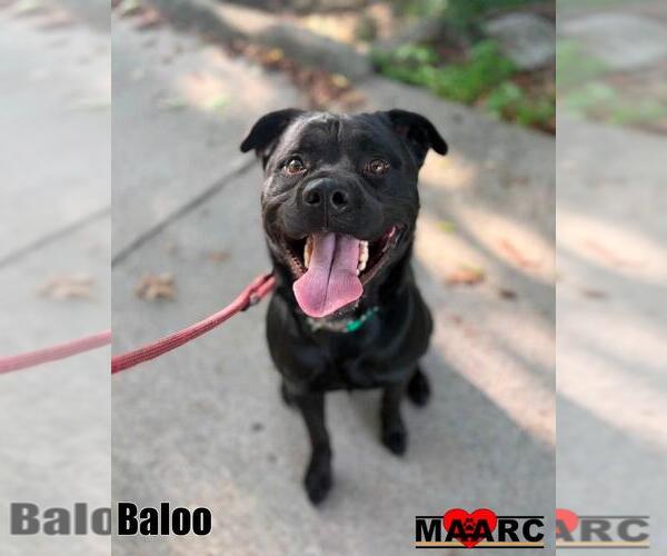 Medium Photo #2 Labrottie Puppy For Sale in Maryville, TN, USA