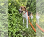 Small #6 Treeing Walker Coonhound Mix