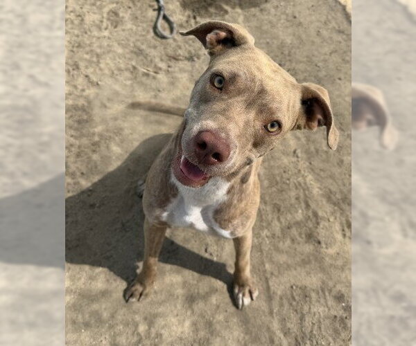 Medium Photo #1 Mutt Puppy For Sale in Bakersfield, CA, USA