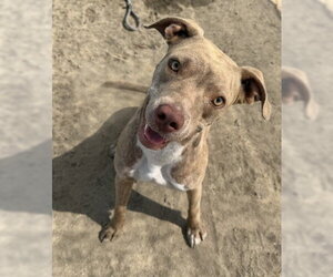 Mutt Dogs for adoption in Bakersfield, CA, USA