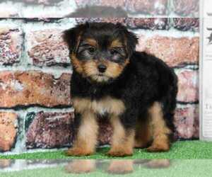 Yorkshire Terrier Puppy for sale in BEL AIR, MD, USA