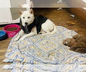 Father of the Shiba Inu puppies born on 01/05/2024