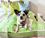 Small #7 Chihuahua Mix